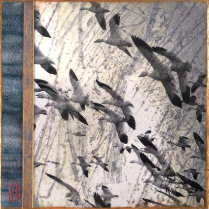 Snow Geese Snow Geese